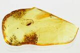 Detailed Fossil False Flower Beetle (Scraptiidae) in Baltic Amber #372532-1